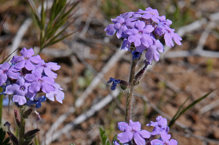 Dakota Mock Vervain has showy flowers, pink to purple to bluish; stems and leaves and lightly pubescent. Glandularia bipinnatifida